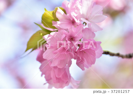 大阪造幣局 桜の通り抜け 37201257