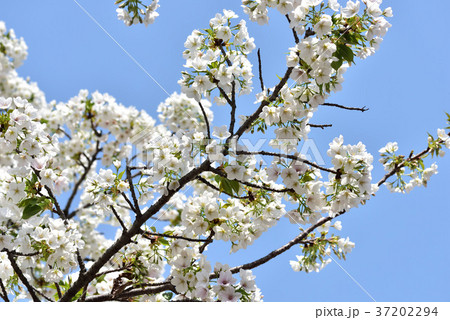 大阪造幣局 桜の通り抜け 大阪造幣局 桜の通り抜け 37202294