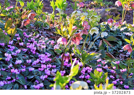原種のシクラメンとクリスマスローズの写真素材