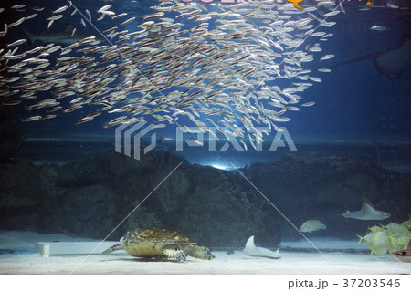 RF photo - various marine life. tropical fish, turtle, jellyfish, stingray, aquarium 222 RF photo - various marine life. tropical fish, turtle, jellyfish, stingray, aquarium 222 37203546
