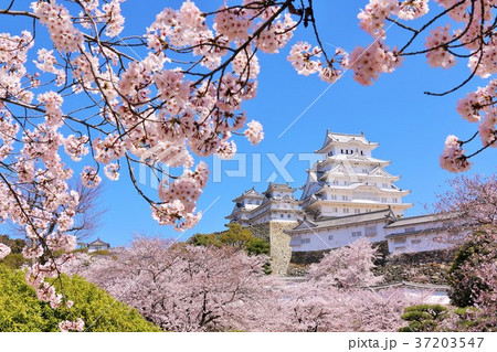 姫路城と桜 37203547