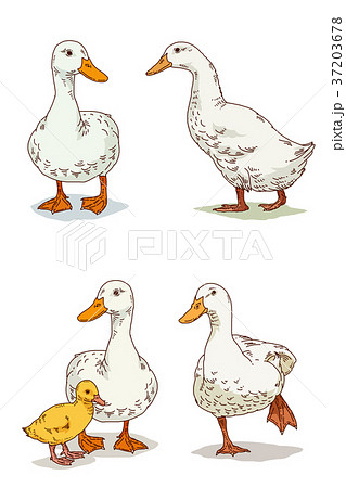 Animals 008 37203678