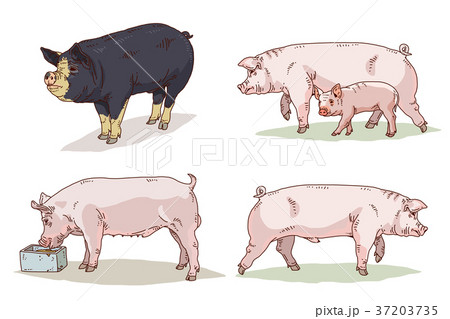 Animals 004 Animals 004 37203735