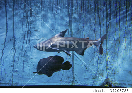 RF photo -  various marine life. tropical fish, turtle, jellyfish, stingray, aquarium 150 37203783