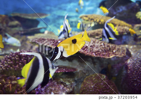 RF photo -  various marine life. tropical fish, turtle, jellyfish, stingray, aquarium 024 37203954