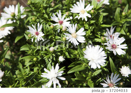 RF photo - Natural scenery. country side in season of Autumn, gardening, flowers, blue sky 164 37204033