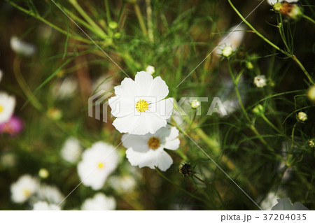 RF photo - Natural scenery. country side in season of Autumn, gardening, flowers, blue sky 163 RF photo - Natural scenery. country side in season of Autumn, gardening, flowers, blue sky 163 37204035