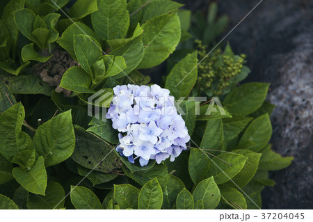 RF photo - Natural scenery. country side in season of Autumn, gardening, flowers, blue sky 158 37204045