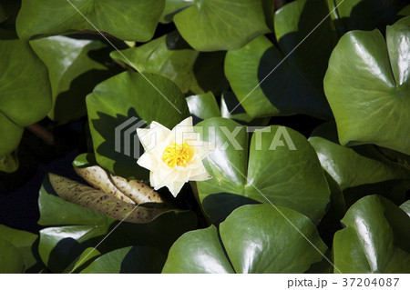 RF photo - Natural scenery. country side in season of Autumn, gardening, flowers, blue sky 140 RF photo - Natural scenery. country side in season of Autumn, gardening, flowers, blue sky 140 37204087