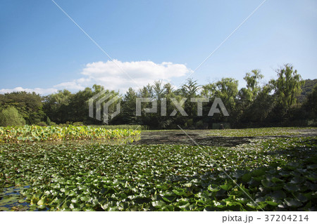 RF photo - Natural scenery. country side in season of Autumn, gardening, flowers, blue sky 057 37204214