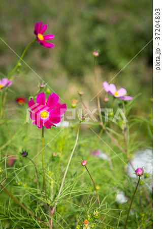 RF photo - flower festival, buckwheat flower, cosmos, sunflower, blue sky, beautiful scenery 155 RF photo - flower festival, buckwheat flower, cosmos, sunflower, blue sky, beautiful scenery 155 37204803