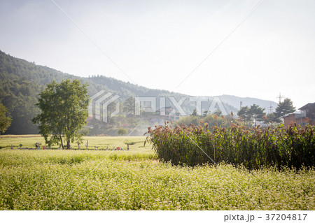 RF photo - flower festival, buckwheat flower, cosmos, sunflower, blue sky, beautiful scenery 158 37204817