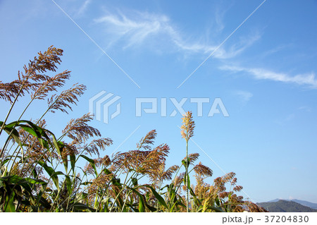 RF photo - flower festival, buckwheat flower, cosmos, sunflower, blue sky, beautiful scenery 159 37204830