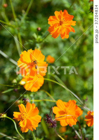 RF photo - flower festival, buckwheat flower, cosmos, sunflower, blue sky, beautiful scenery 141 RF photo - flower festival, buckwheat flower, cosmos, sunflower, blue sky, beautiful scenery 141 37204834