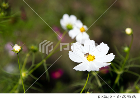 RF photo - flower festival, buckwheat flower, cosmos, sunflower, blue sky, beautiful scenery 154 37204836