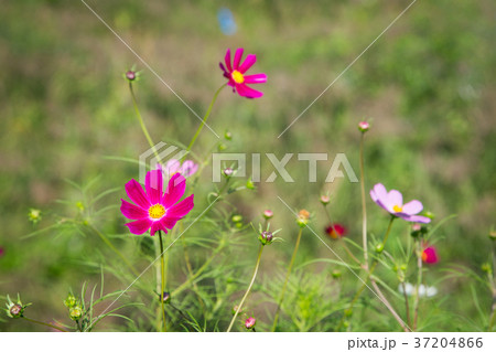 RF photo - flower festival, buckwheat flower, cosmos, sunflower, blue sky, beautiful scenery 140 RF photo - flower festival, buckwheat flower, cosmos, sunflower, blue sky, beautiful scenery 140 37204866