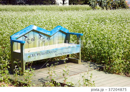 RF photo - flower festival, buckwheat flower, cosmos, sunflower, blue sky, beautiful scenery 136 37204875