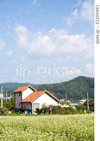 RF photo - flower festival, buckwheat flower, cosmos, sunflower, blue sky, beautiful scenery 127 37204881