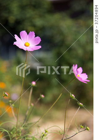 RF photo - flower festival, buckwheat flower, cosmos, sunflower, blue sky, beautiful scenery 131 37204894