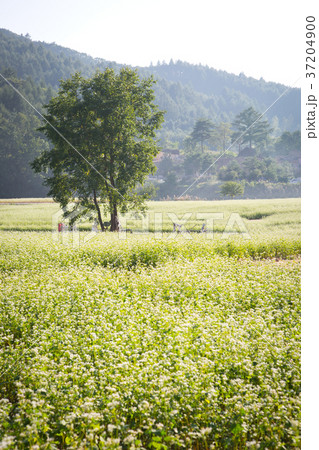 RF photo - flower festival, buckwheat flower, cosmos, sunflower, blue sky, beautiful scenery 112 RF photo - flower festival, buckwheat flower, cosmos, sunflower, blue sky, beautiful scenery 112 37204900