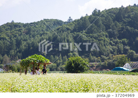 RF photo - flower festival, buckwheat flower, cosmos, sunflower, blue sky, beautiful scenery 084 37204969