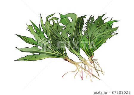 season food 007 season food 007 37205025