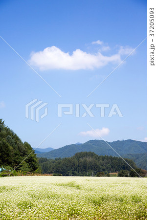 RF photo - flower festival, buckwheat flower, cosmos, sunflower, blue sky, beautiful scenery 020 37205093
