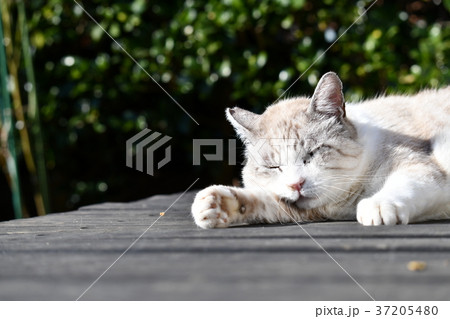 縁台で寝そべる地域猫、くつろぎ、まったり昼寝の写真素材 [37205480 ...