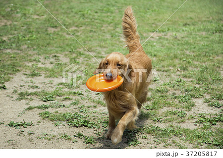 walk with dog 157 walk with dog 157 37205817