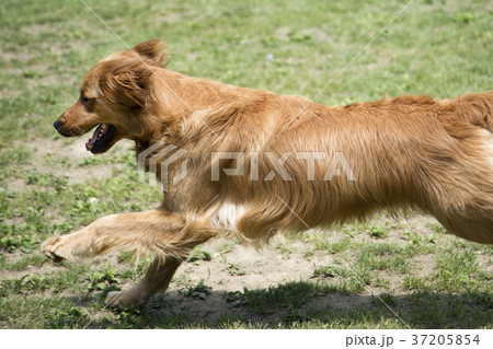 walk with dog 110 37205854