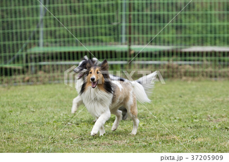 walk with dog 098 37205909