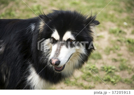 walk with dog 091 37205913