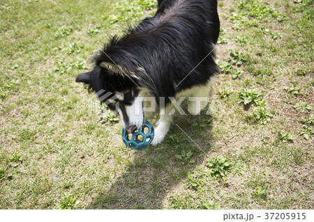 walk with dog 083 37205915