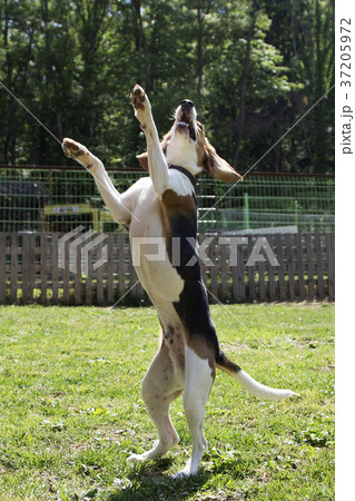 walk with dog 065 walk with dog 065 37205972