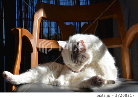 陽だまりで毛づくろい。猫さん 陽だまりで毛づくろい。猫さん 37208317
