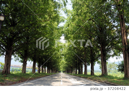 マキノ メタセコイヤ並木 37208422