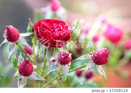 薔薇の花 37209128
