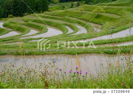 《千葉県》田植えの済んだ大山千枚田 37209649