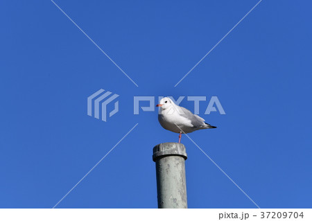 さわやかな青空と片足で立ってるユリカモメ、千葉県市川市行徳鳥獣保護区 さわやかな青空と片足で立ってるユリカモメ、千葉県市川市行徳鳥獣保護区 37209704