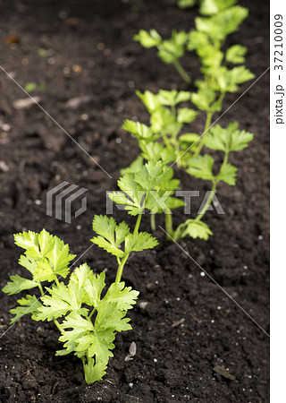 畑に植えてあるセロリ 畑に植えてあるセロリ 37210009