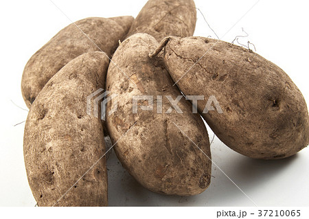 さつまいも　桜島紫 37210065