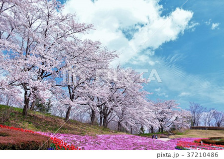 満開のソメイヨシノと鮮やかな花々 満開のソメイヨシノと鮮やかな花々 37210486