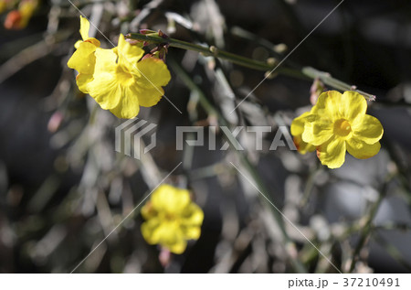 オウバイ（黄梅） 37210491