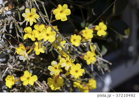 オウバイ（黄梅） 37210492