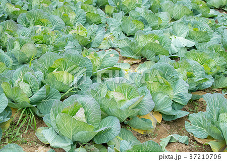 キャベツ　野菜　きゃべつ　農家　農業　TPP　葉物野菜 37210706