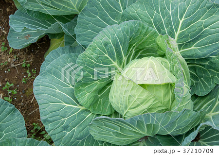キャベツ　野菜　きゃべつ　農家　農業　TPP　葉物野菜 37210709