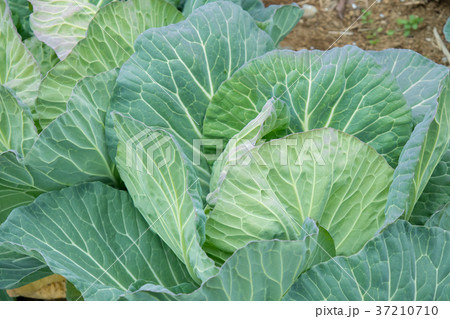 キャベツ　野菜　きゃべつ　農家　農業　TPP　葉物野菜 37210710
