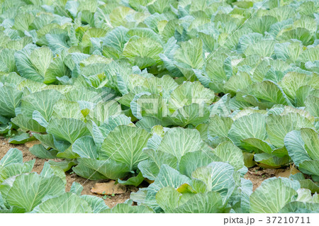 キャベツ 野菜 きゃべつ 農家 農業 TPP 葉物野菜 キャベツ 野菜 きゃべつ 農家 農業 TPP 葉物野菜 37210711