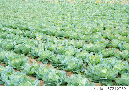 キャベツ 野菜 きゃべつ 農家 農業 TPP 葉物野菜 キャベツ 野菜 きゃべつ 農家 農業 TPP 葉物野菜 37210720