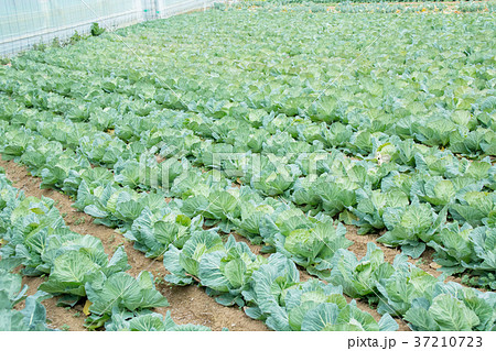 キャベツ 野菜 きゃべつ 農家 農業 TPP 葉物野菜 キャベツ 野菜 きゃべつ 農家 農業 TPP 葉物野菜 37210723